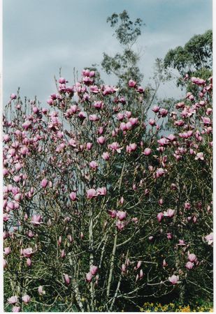 Magnolia Serene
